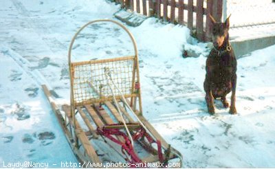 Photo de Dobermann