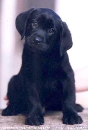 Photo de Labrador retriever