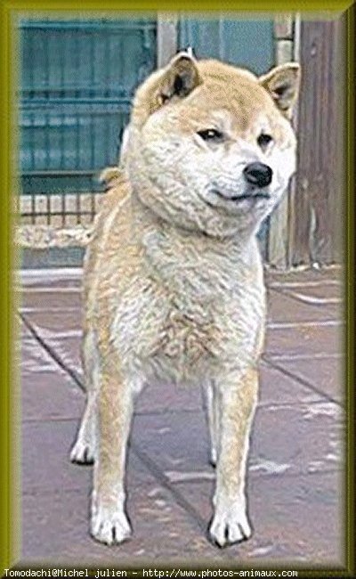 Photo de Shiba