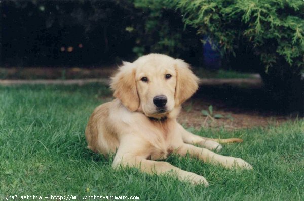 Photo de Golden retriever