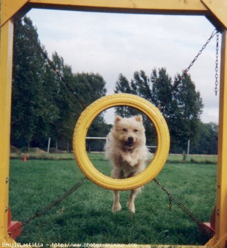 Photo de Chien de berger des pyrenes  poil long