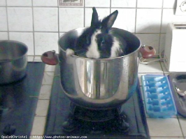 Photo de Lapin