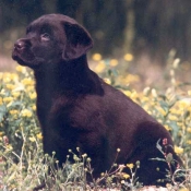 Photo de Labrador retriever