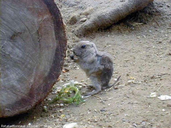 Photo de Chien de prairie