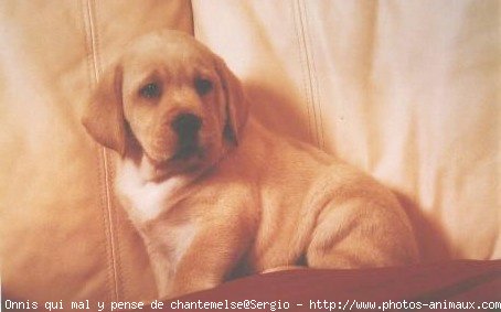 Photo de Labrador retriever