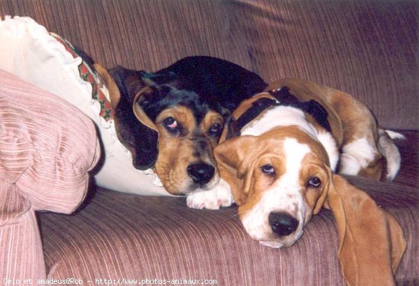 Photo de Basset hound