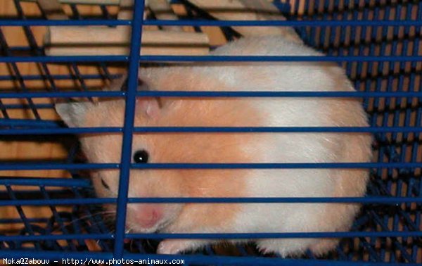 Photo de Hamster