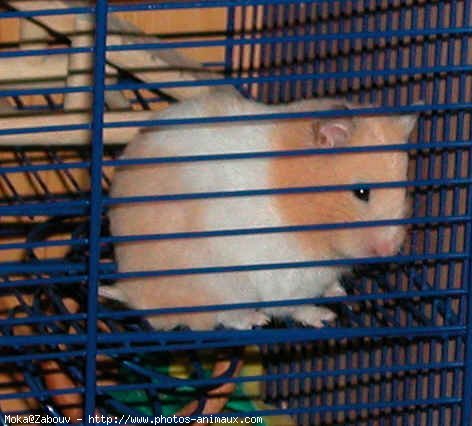 Photo de Hamster