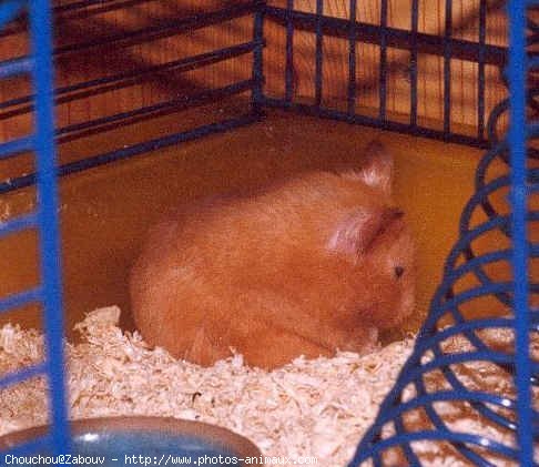 Photo de Hamster