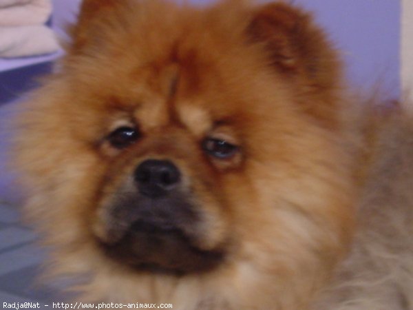 Photo de Chow chow