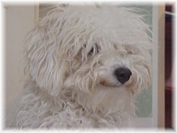 Photo de Bichon  poil fris