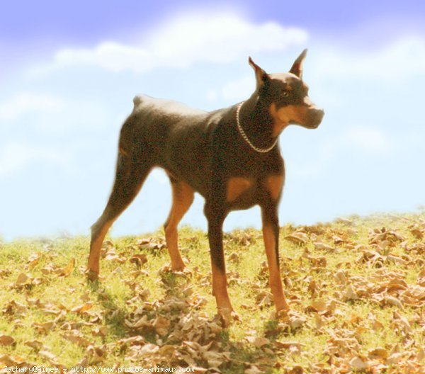 Photo de Dobermann