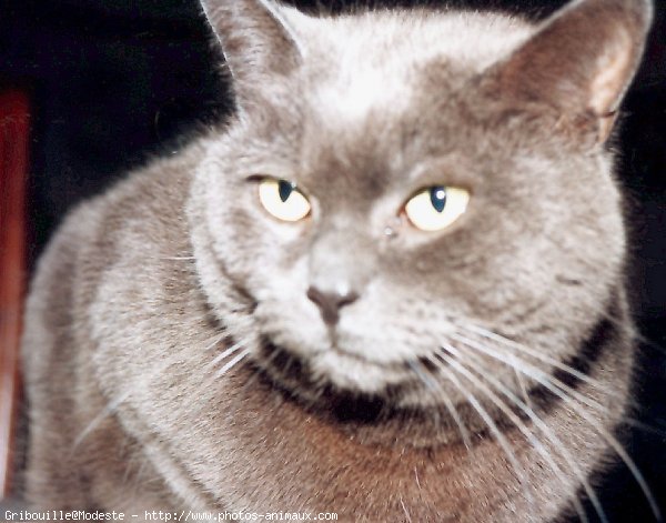 Photo de Chartreux