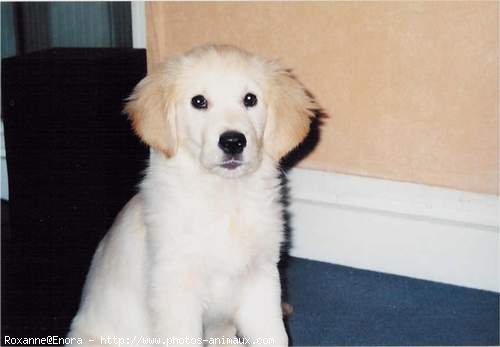 Photo de Golden retriever