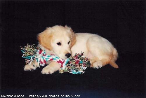 Photo de Golden retriever