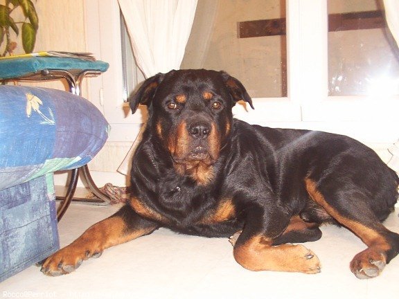 Photo de Rottweiler