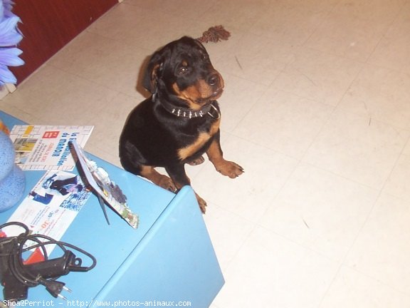 Photo de Rottweiler