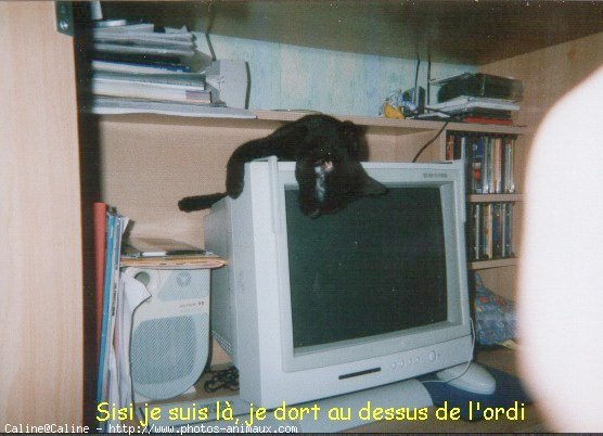 Photo de Chat domestique