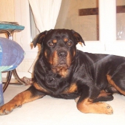 Photo de Rottweiler