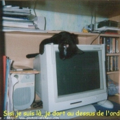 Photo de Chat domestique