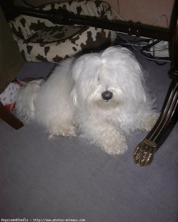 Photo de Bichon maltais