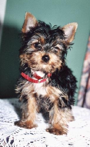 Photo de Yorkshire terrier