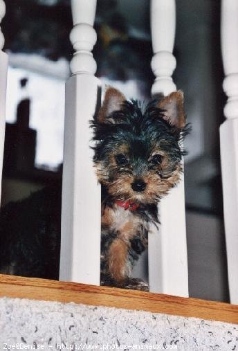 Photo de Yorkshire terrier