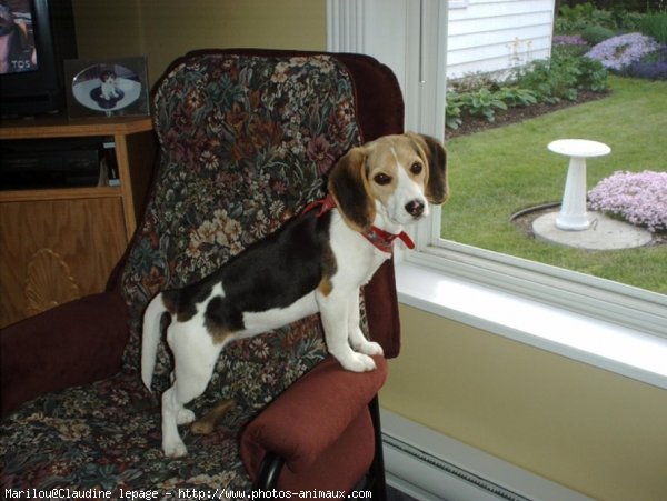 Photo de Beagle