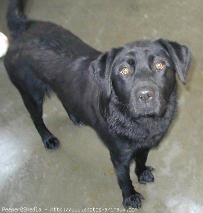 Photo de Labrador retriever