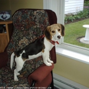 Photo de Beagle