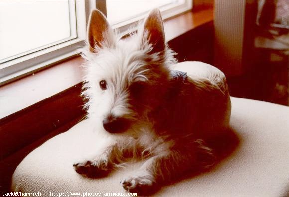 Photo de West highland white terrier