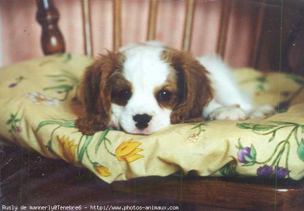 Photo de Cavalier king charles spaniel