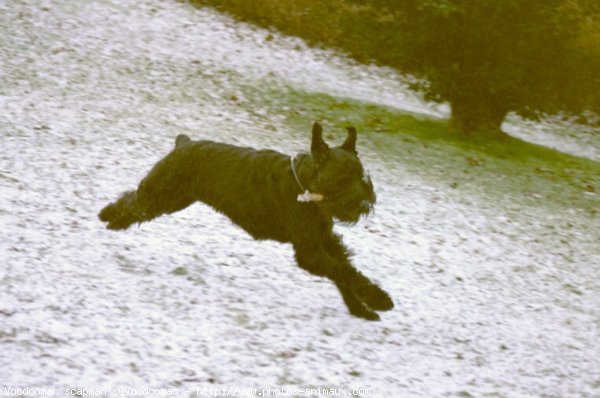 Photo de Schnauzer gant