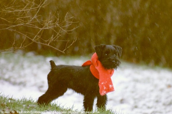 Photo de Schnauzer gant