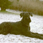 Photo de Schnauzer gant