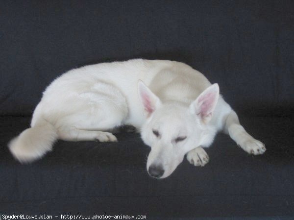 Photo de Berger blanc suisse