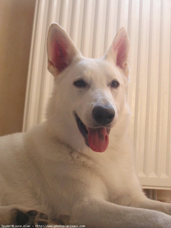 Photo de Berger blanc suisse