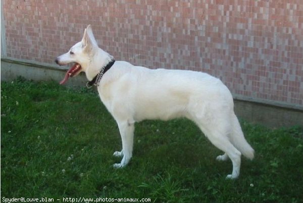 Photo de Berger blanc suisse