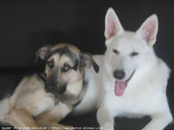 Photo de Berger blanc suisse