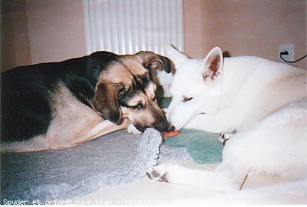 Photo de Berger blanc suisse