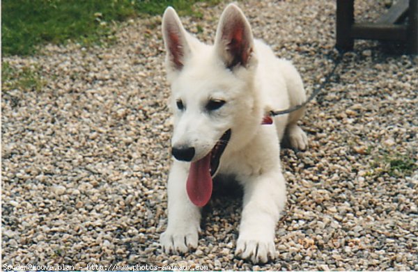 Photo de Berger blanc suisse