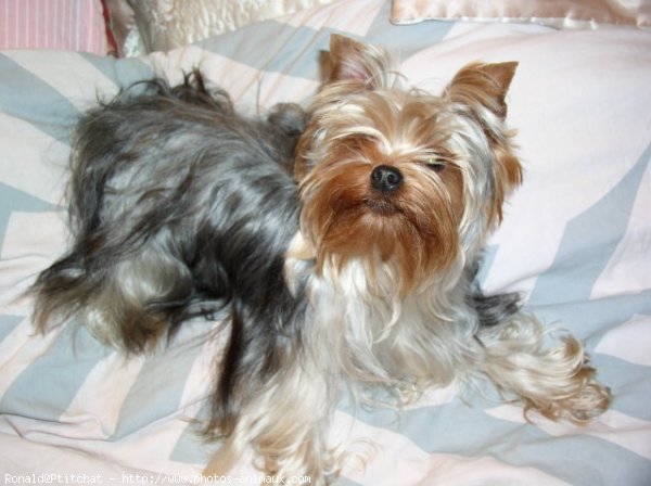 Photo de Yorkshire terrier