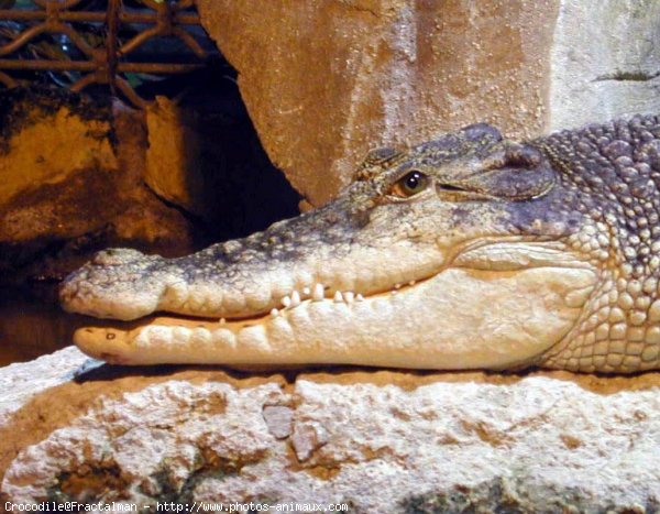 Photo de Crocodile