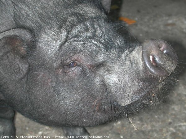 Photo de Cochon