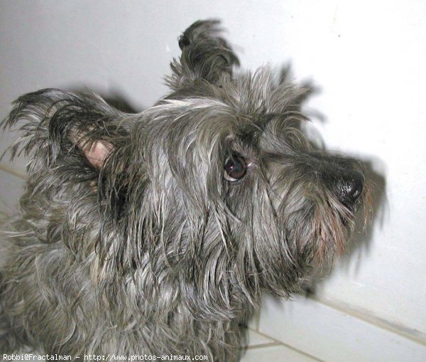 Photo de Cairn terrier