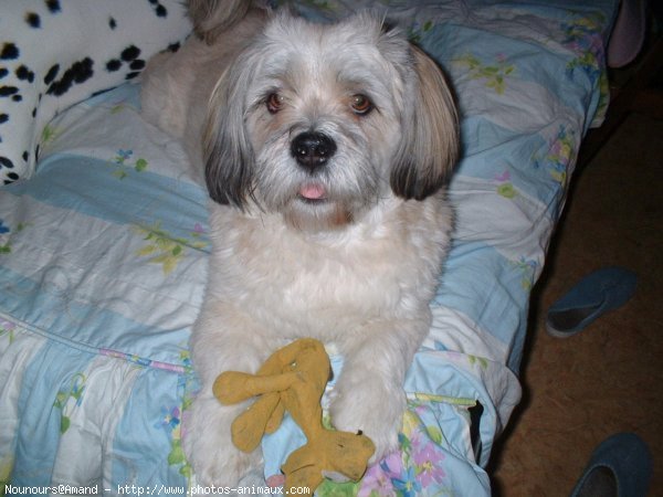 Photo de Lhassa apso