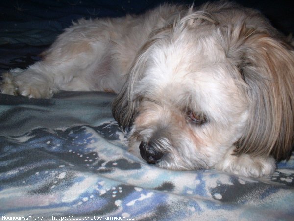 Photo de Lhassa apso