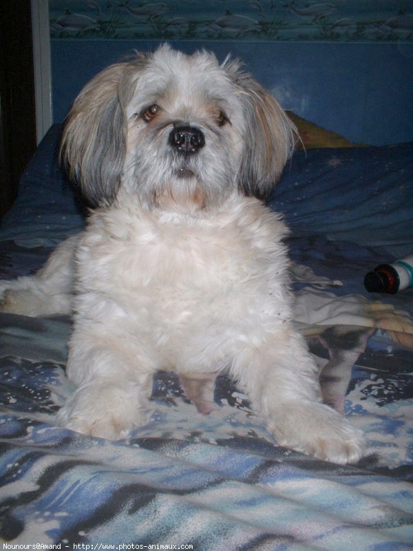 Photo de Lhassa apso