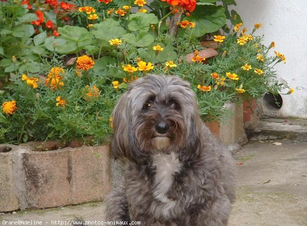 Photo de Coton de tulear