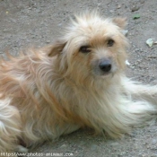 Photo de Chien de berger des pyrenes  poil long